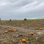 Pumpkin Picking In The South West